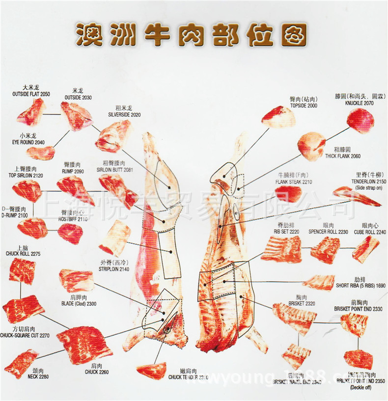 羊腿结构图图片