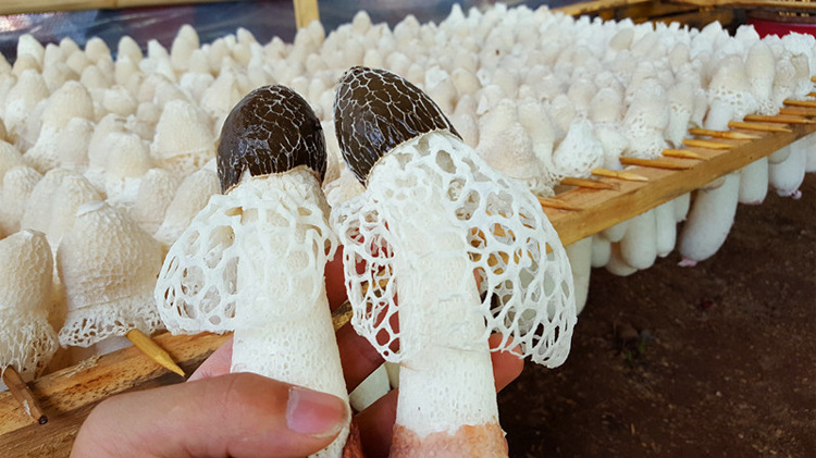 云南高原新鲜竹荪菌