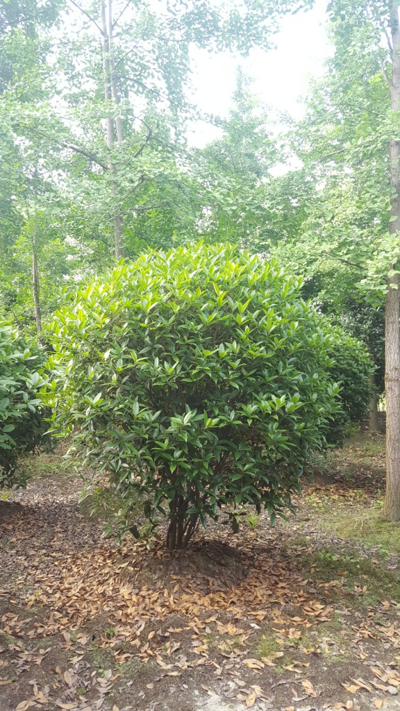 地笼桂花树八月桂笼子高度153米自产自销上千株