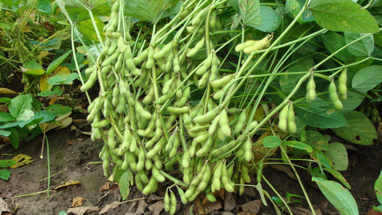 新鲜毛豆500g 新鲜蔬菜 菜市场沃庄园 生鲜