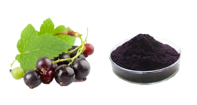 25%花青素 黑加仑提取物