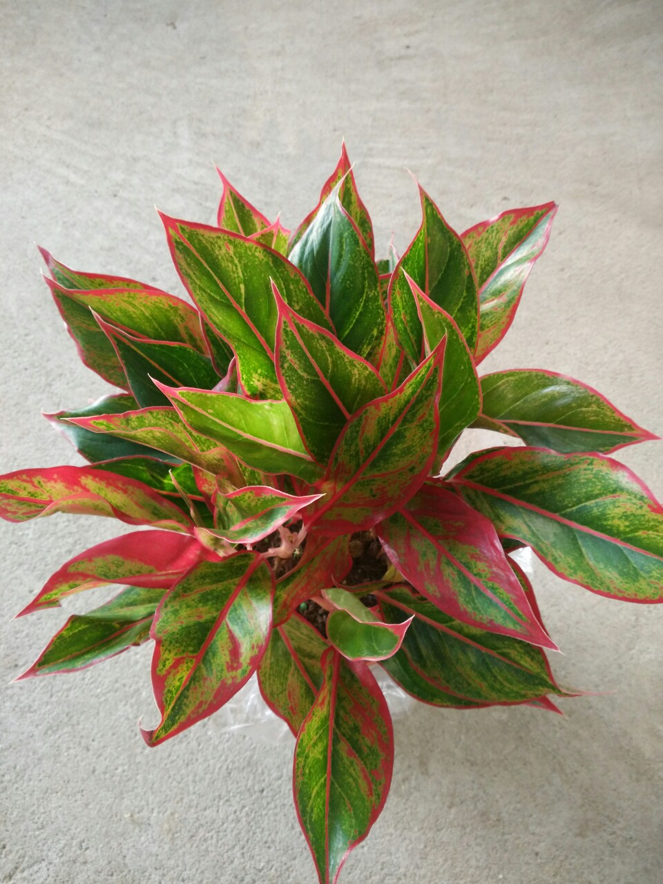 室内观叶植物 万年红 净化空气 吸甲醛绿植花卉盆栽