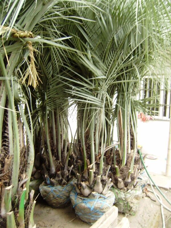 加拿利海枣杭州萧山驻点需要配货可以直接萧山发货