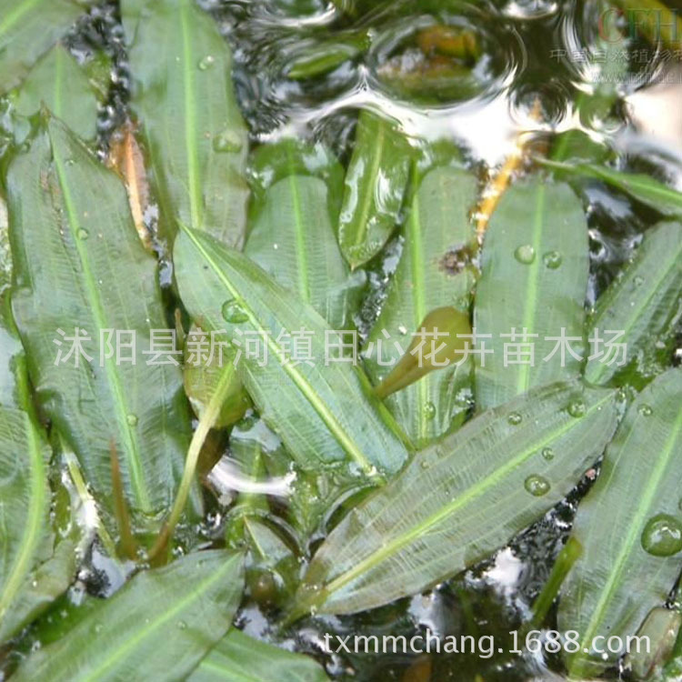 眼子菜别称鸭子草水案板水上漂水生植物基地