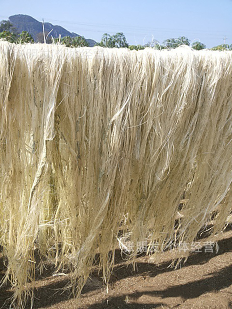 出口热销产品剑麻纤维 百万吨库存 样品定制 义乌剑麻丝纤维批发