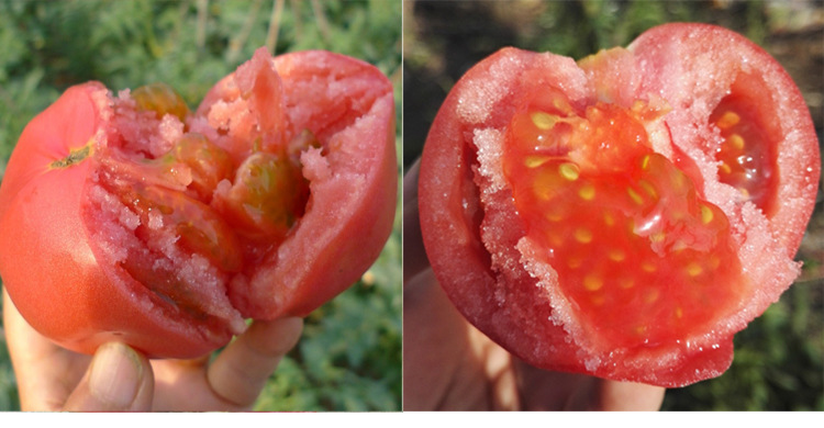 老品种西红柿 自然熟透起沙新鲜蔬菜 现摘农家番茄5斤包邮