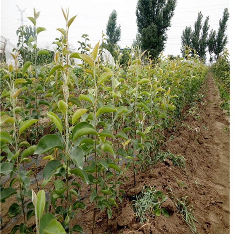 满天红梨树苗芽变.新品种奥冠红梨树苗