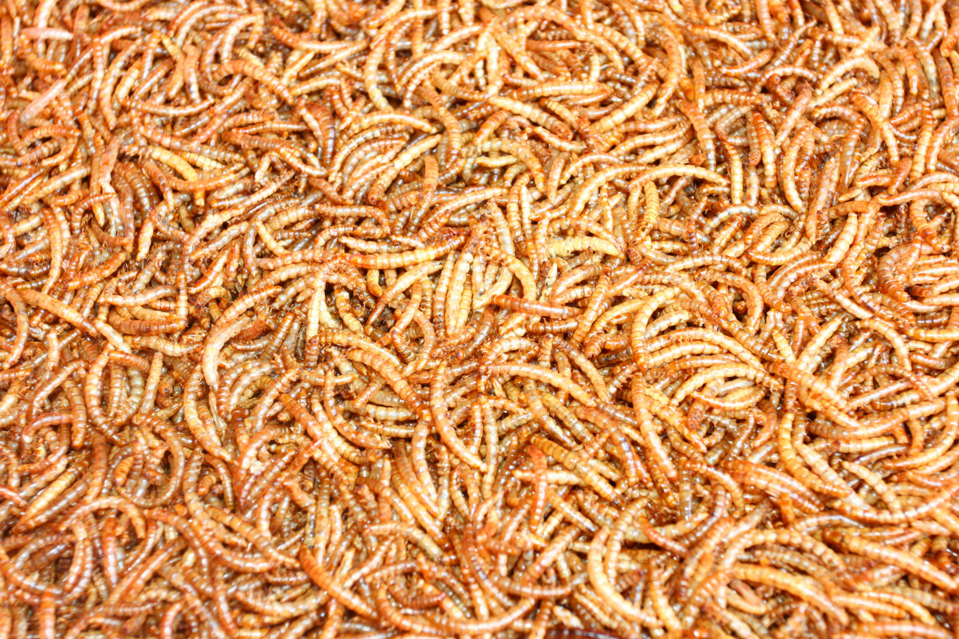 厂家直销 活体黄粉虫 鲜活黄粉虫 面包虫 大麦虫