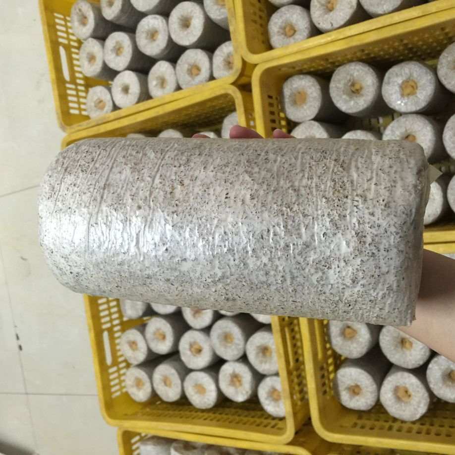 供应 高产黑木耳菌棒