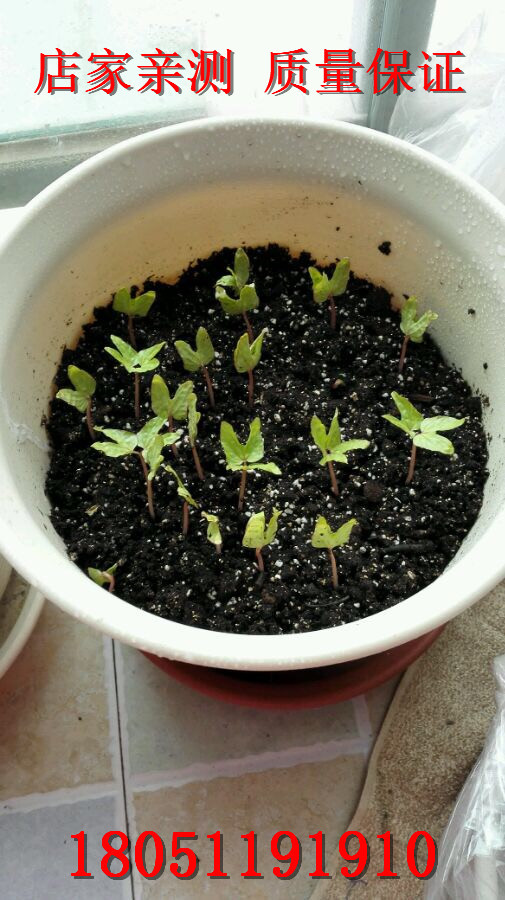 爬藤牵牛花种子喇叭花种子草花种子包发芽