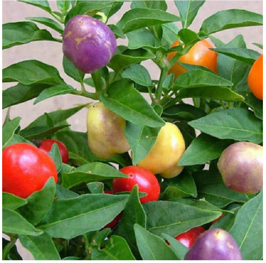 庭院阳台盆栽蔬菜种子五彩甜椒种彩色辣椒阳台易种四季播蔬菜种.