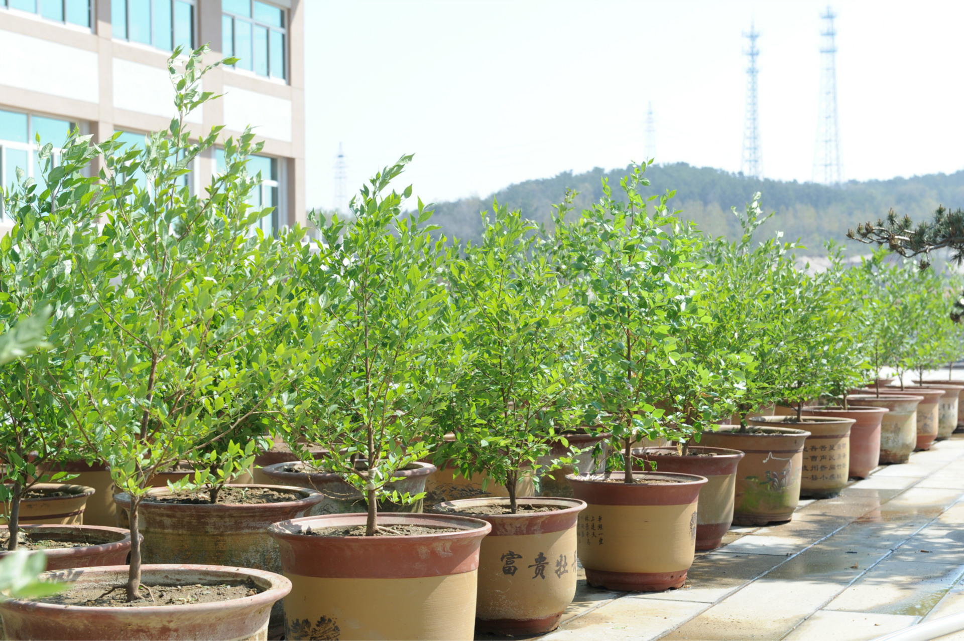 名贵乡土树种-荣成玉玲花2年生苗木根系发达成活率高