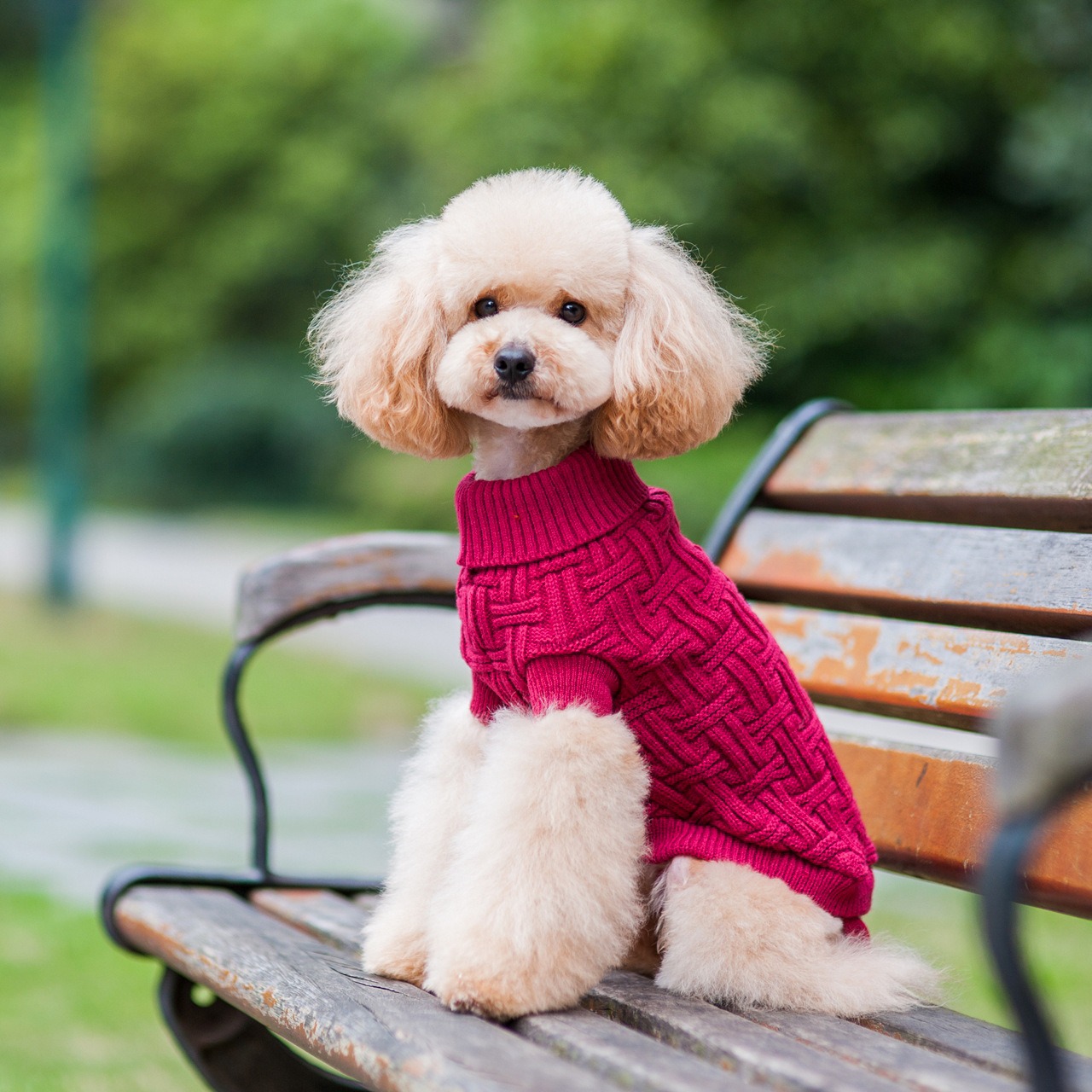 新款狗狗宠物纯色t条纹毛衣 时尚美观可爱腈纶材质休闲宠物装