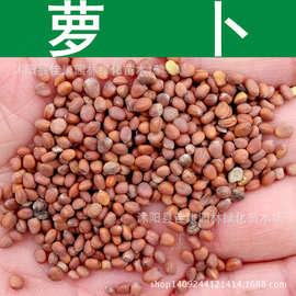 萝卜种子 青红白萝卜 莱菔种子 1件=1斤
