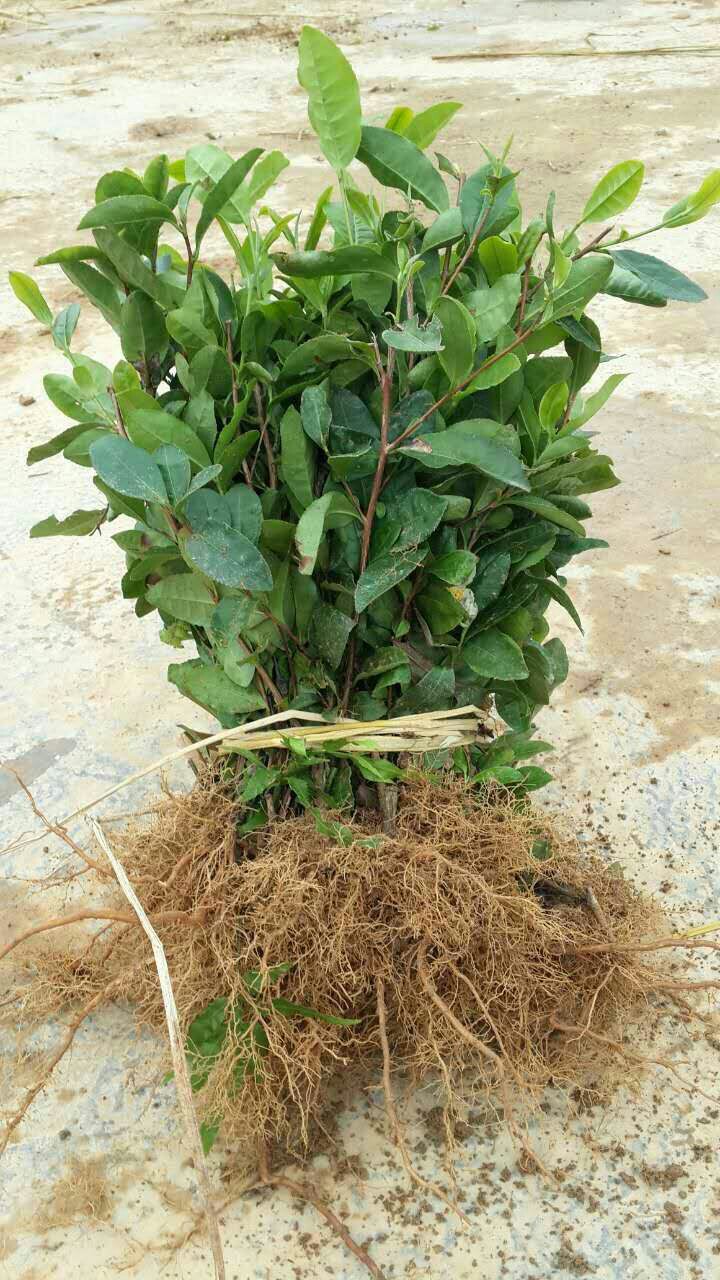  font color=red>茶苗 /font>早熟 font color=red>品种 /font>