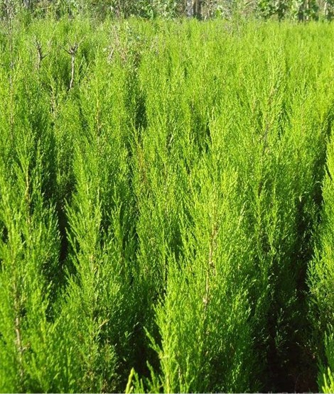 批发柏树苗快柏苗松柏苗北京桧柏河南桧柏树蜀快小苗