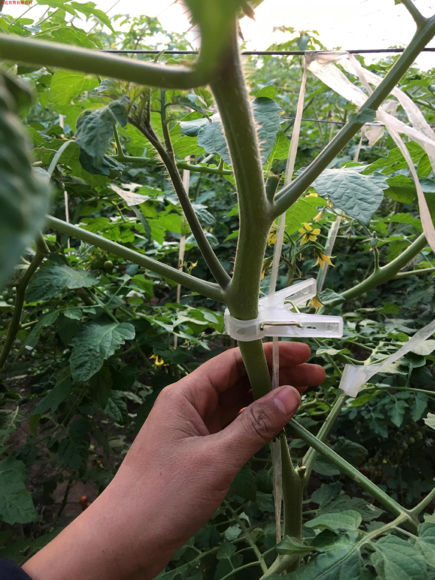 西红柿扶蔓夹落秧夹绑蔓夹吊秧夹子大棚夹子疏菜夹子批发