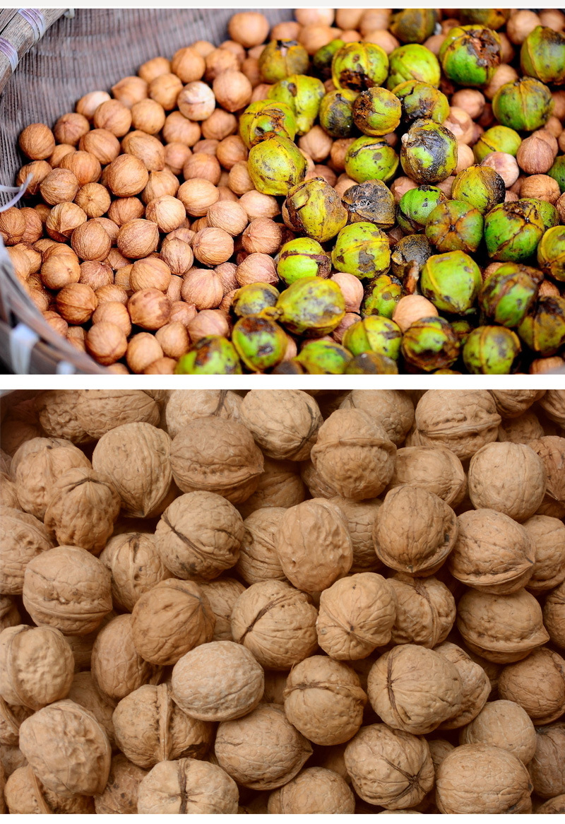 500克包邮秦岭新鲜山地核桃 野生核桃新鲜核桃薄纸皮大核桃