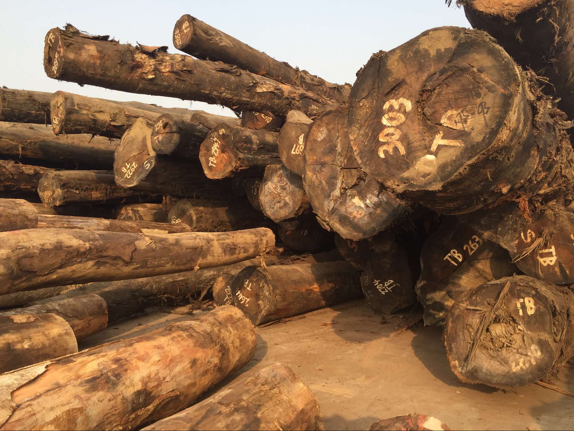 现货供应 一手货源 大径精品巴新 所罗门榄仁木(tb) 木门 家具材