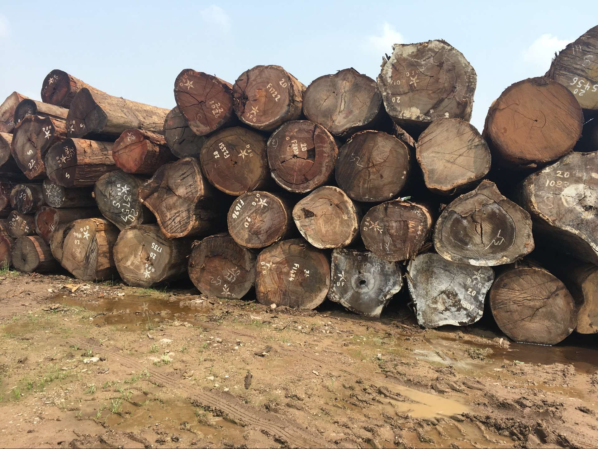 厂家供应大口径原木 非洲原木菠萝格 实木菠萝格防腐木