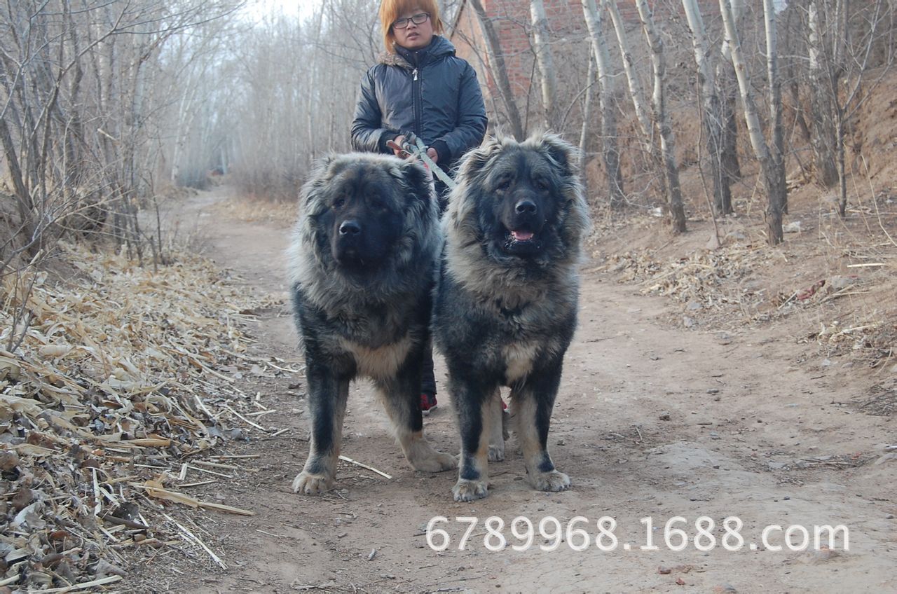 怎么能确定纯种高加索$高加索犬多少钱一只$高加索纯种幼犬图片