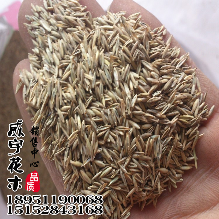 供应优质草地早熟禾草坪种子 早熟禾 四季常青 价格优惠