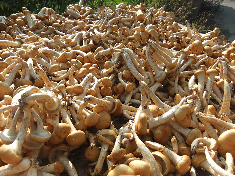 健康优质野生菌滑子菇食用菌古田货滑菇 滑子蘑菇干 量大优惠