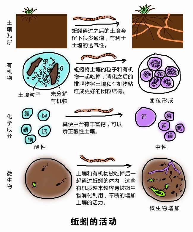 蚯蚓的药用价值图片