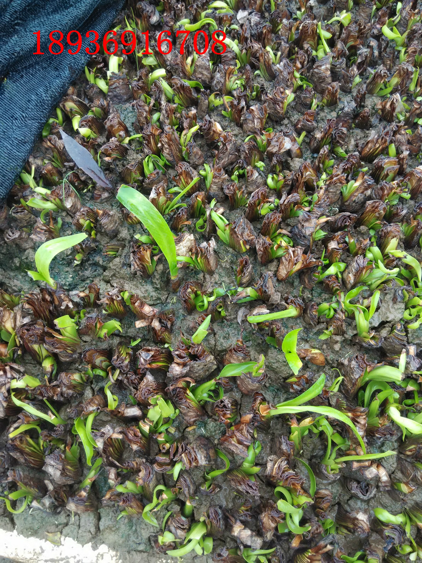 蜘蛛兰种球 美洲水鬼蕉 水鬼蕉 海水仙 螯蟹花 蜘蛛百合