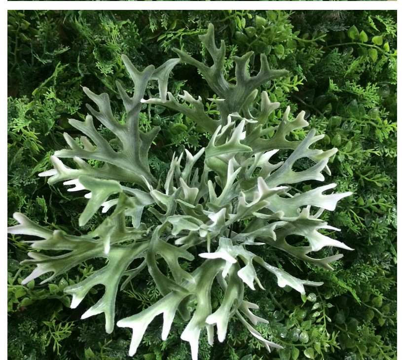 仿真植物鹿角草 仿真绿植仿真植物墙植物墙用植物 仿真草 仿真花