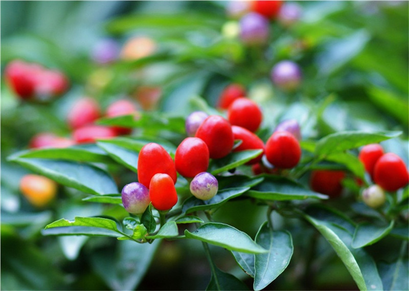 观赏椒 五彩椒 樱桃椒 超辣可吃 五彩观赏椒带盆带土 辣椒批发 货