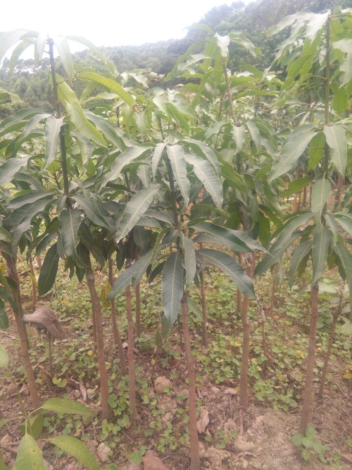 供应金煌芒果苗