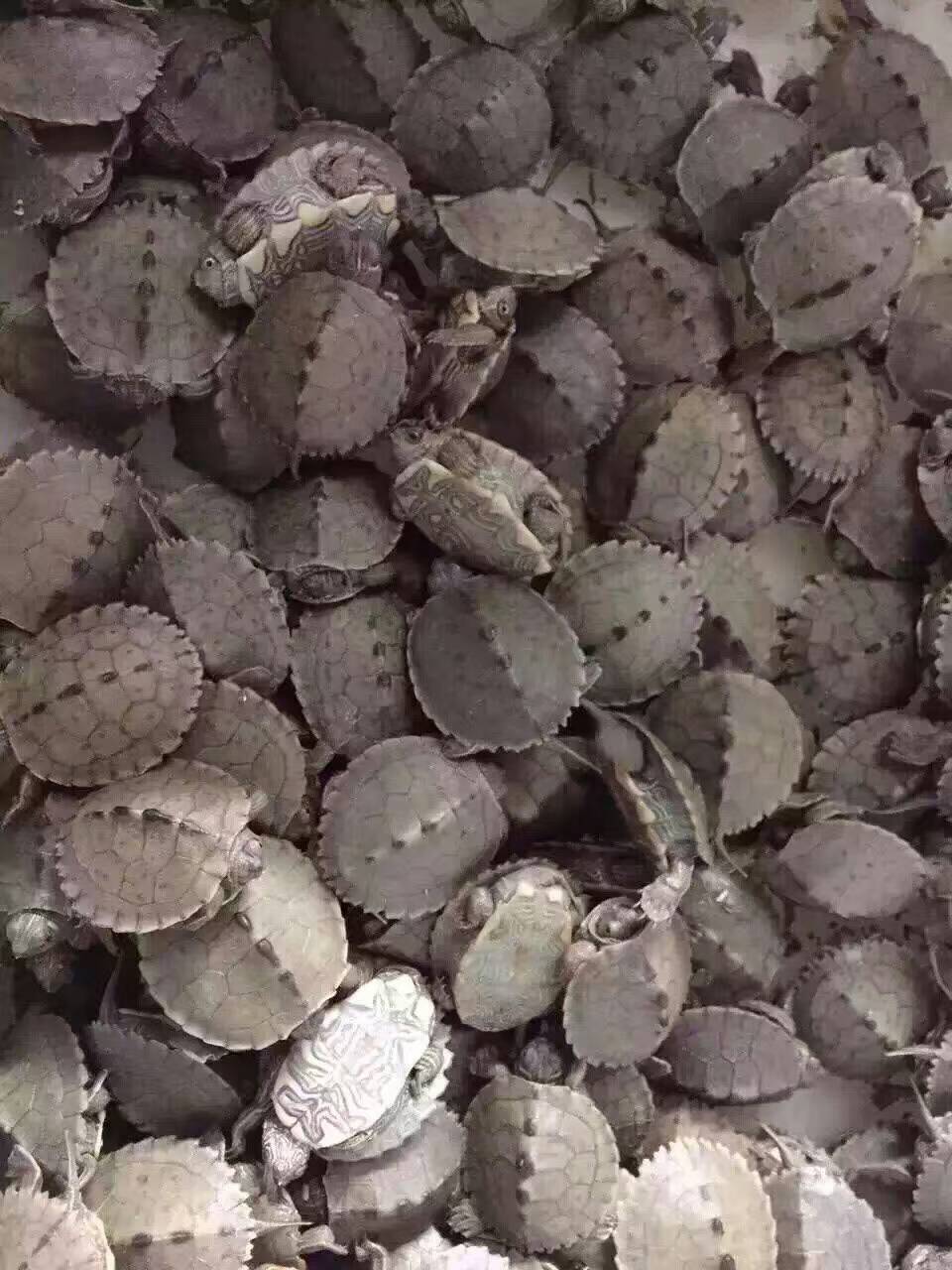 大量批发地图龟苗 活体小乌龟宠物 水龟 密西西比地图龟【3-4cm】