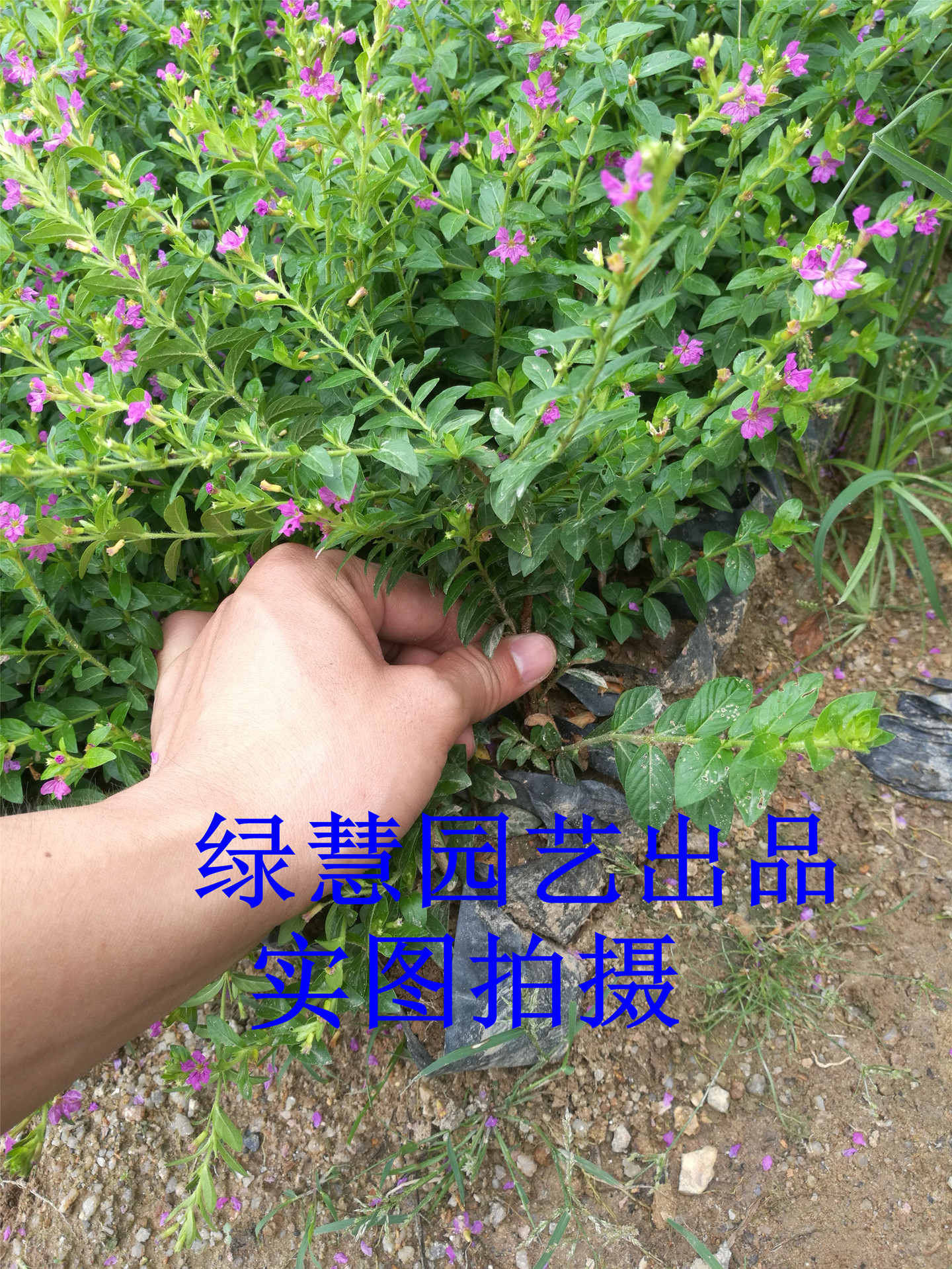 紫色雪茄花 满天星 空气净化 自家种植苗木 工程绿化苗木