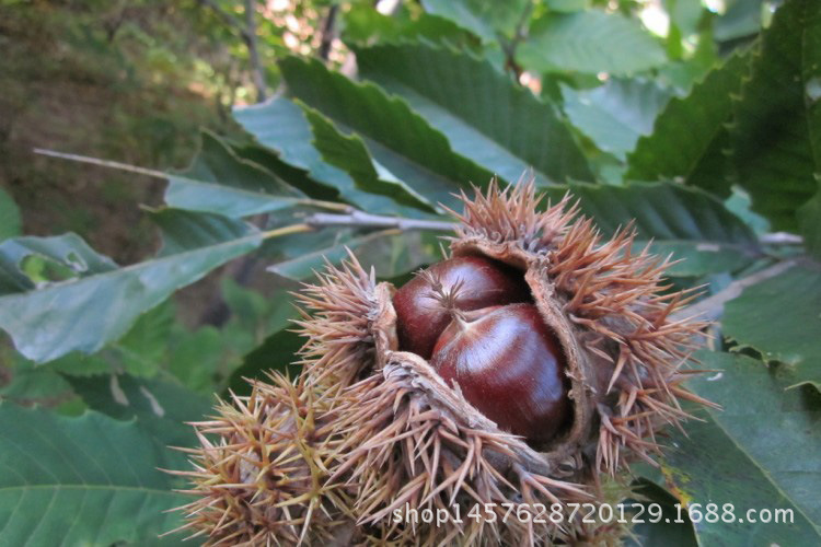 板栗树苗规格齐全批发果树苗节节红板栗苗3年结果苗