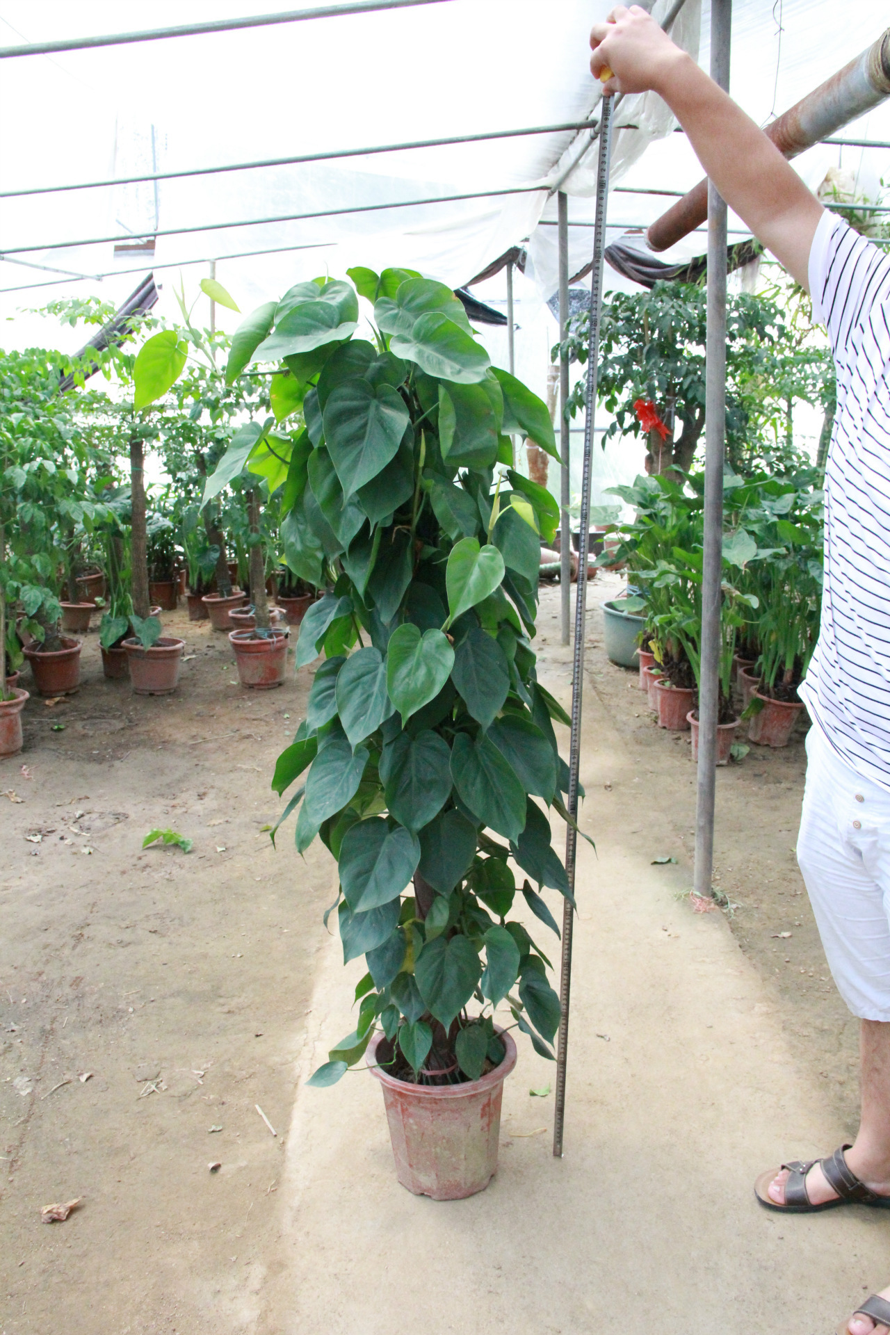 小叶绿萝 绿萝桩盆栽 室内大型盆景 观叶植物 净化空气 绿萝盆栽