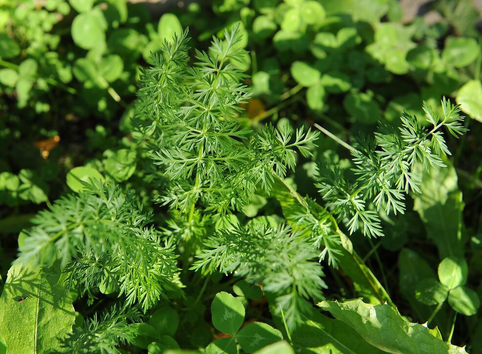 葛缕子提取物 10:1 葛缕提取物(中国 西安)