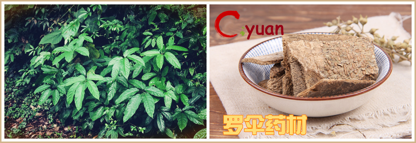 慈缘生物:罗伞提取物 10:1 鸭脚罗伞提取物