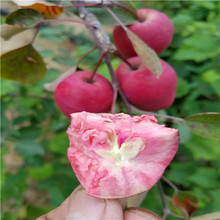 红肉苹果苗哪里多 红色之爱苹果苗 红肉苹果苗的价格 柱状苹果苗