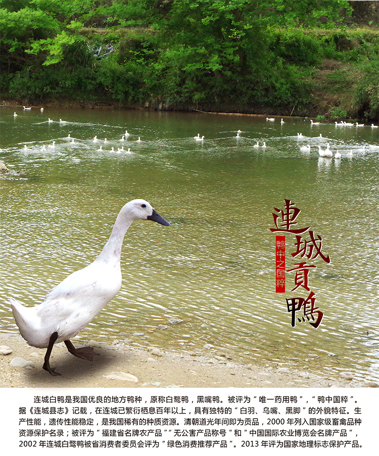 冠河白鹜鸭福建特产连城白鸭鸭苗 白鹜鸭鸭苗