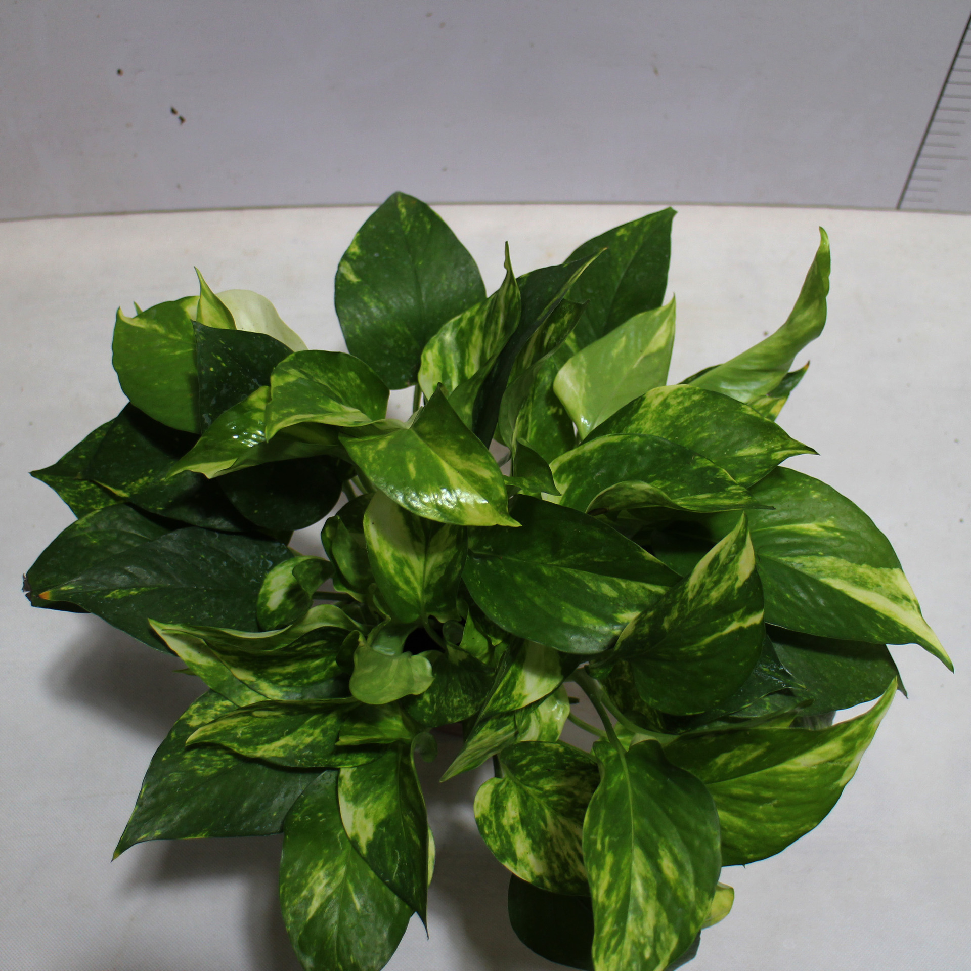 基地直销室内净化空气美化环境吸收甲醛120花叶绿萝