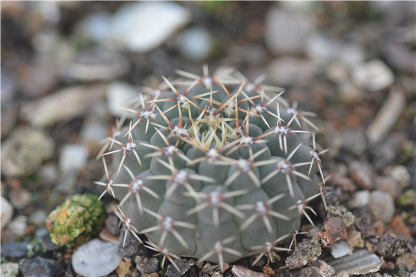 瑞昌玉 凤头3cm实生 批发 仙人球 多肉植物小盆栽