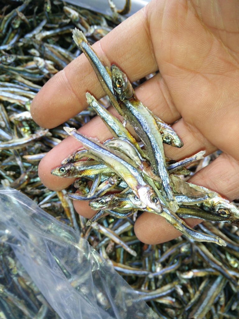 北方干制西施鱼 淡晒西施鱼海鲜水产鱼干