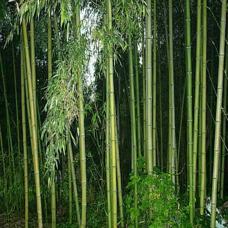 基地批发优质竹子110公分的慈孝竹树干直成活率高质量保证