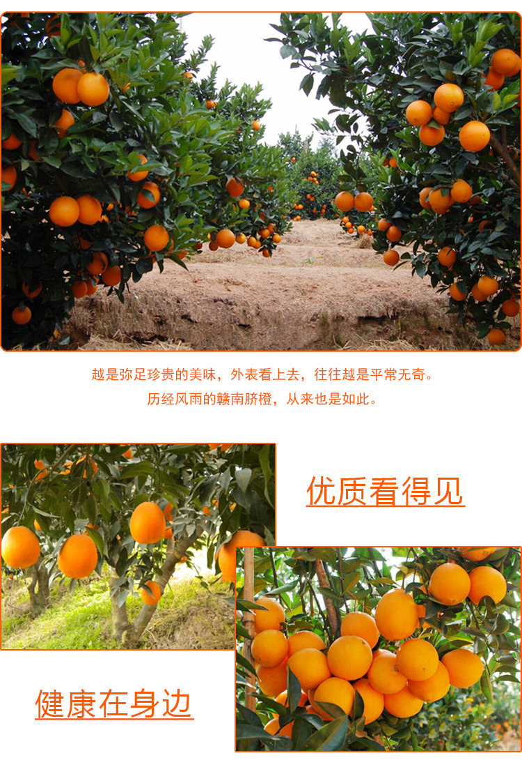 赣南脐橙 美味农家新鲜水果脐橙伦晚孕妇橙甜橙子10斤装一件代发-乳制