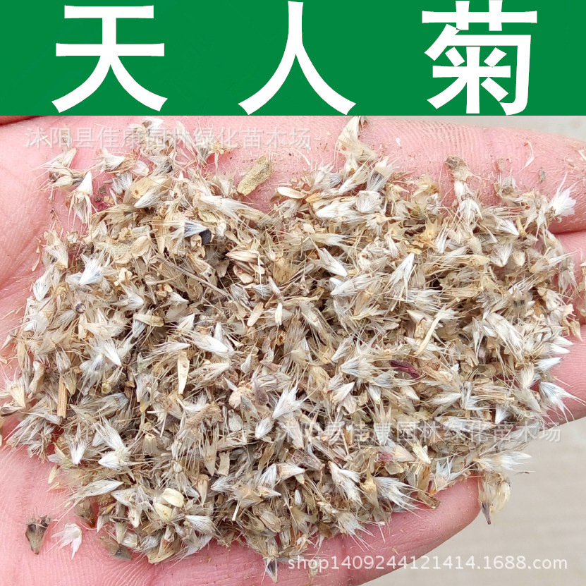 草花种子 菊花种子 天人菊种子 中心菊 天人菊花 1件=1斤