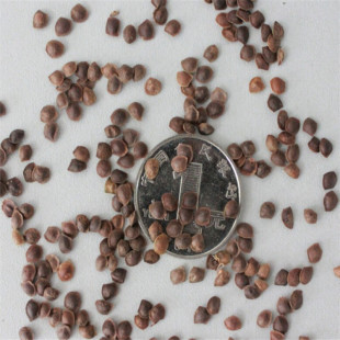 公司批发工程林木 花海含羞草种子 感应草种子花草种子 四季播种