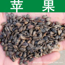 林木种子 苹果种子 苹果树种子 苹果籽 1件=1斤