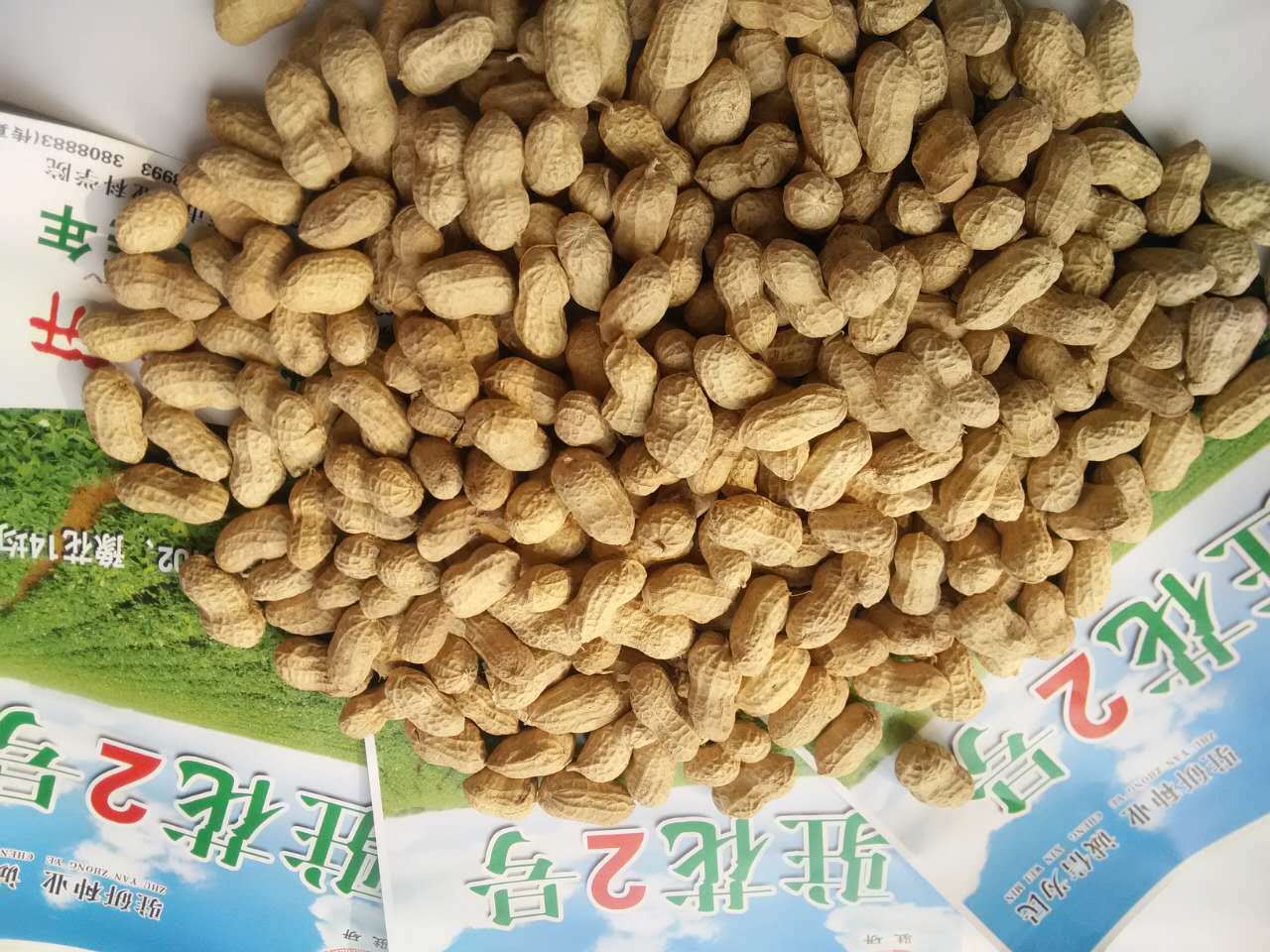 专业批发花生种出芽高个大饱满驻花2号优质花生种子