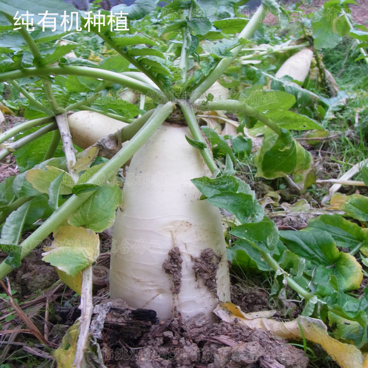 专业提供 富硒有机蔬菜---象牙白萝卜 美容养颜 营养非富